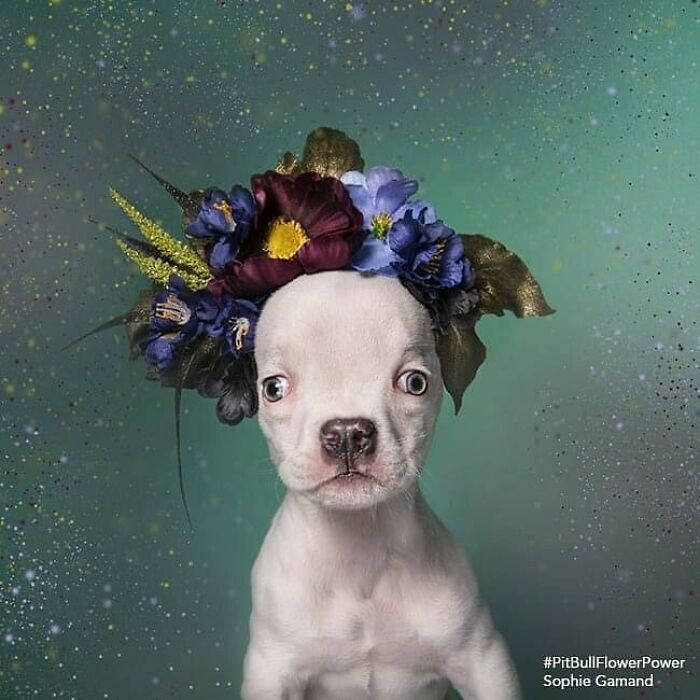 Artist Photographs Pit Bulls In Floral Crowns To Show Their Softer Side And Encourage Adoption (New Pics)