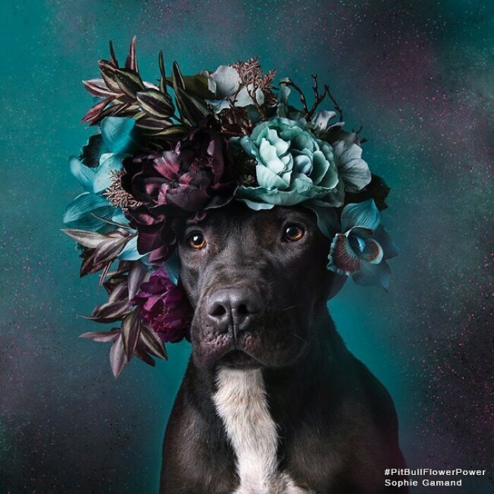 Artist Photographs Pit Bulls In Floral Crowns To Show Their Softer Side And Encourage Adoption (New Pics)
