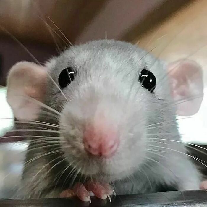 Cute-Rats-Pics