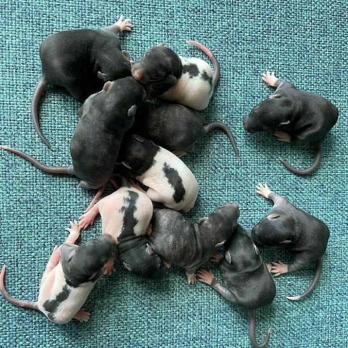 Cute-Rats-Pics