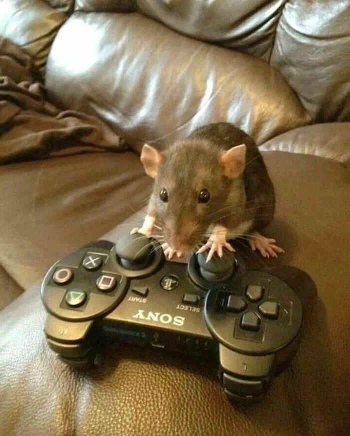 Cute-Rats-Pics