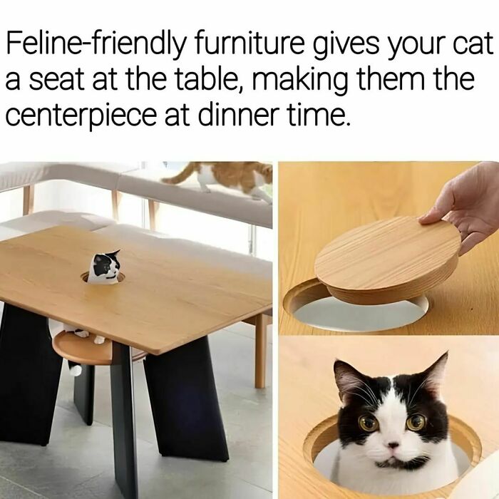 Cat-Memes-Catsflix