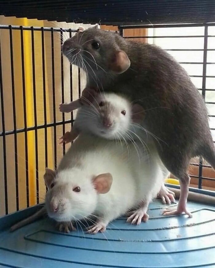 Cute-Rats-Pics