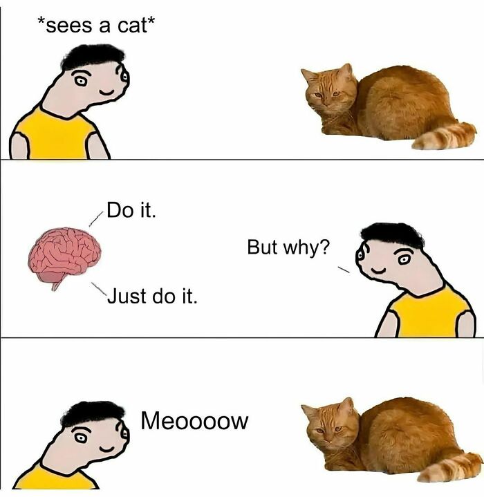 Cat-Memes-Catsflix