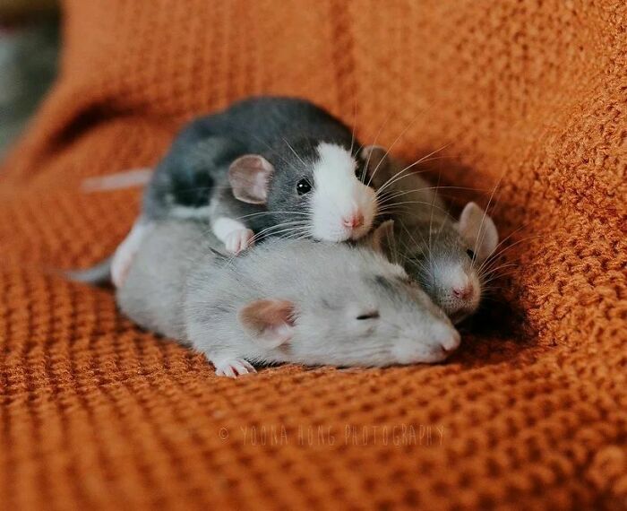 Cute-Rats-Pics