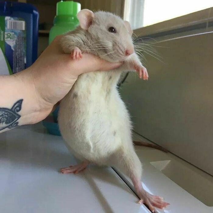 Cute-Rats-Pics