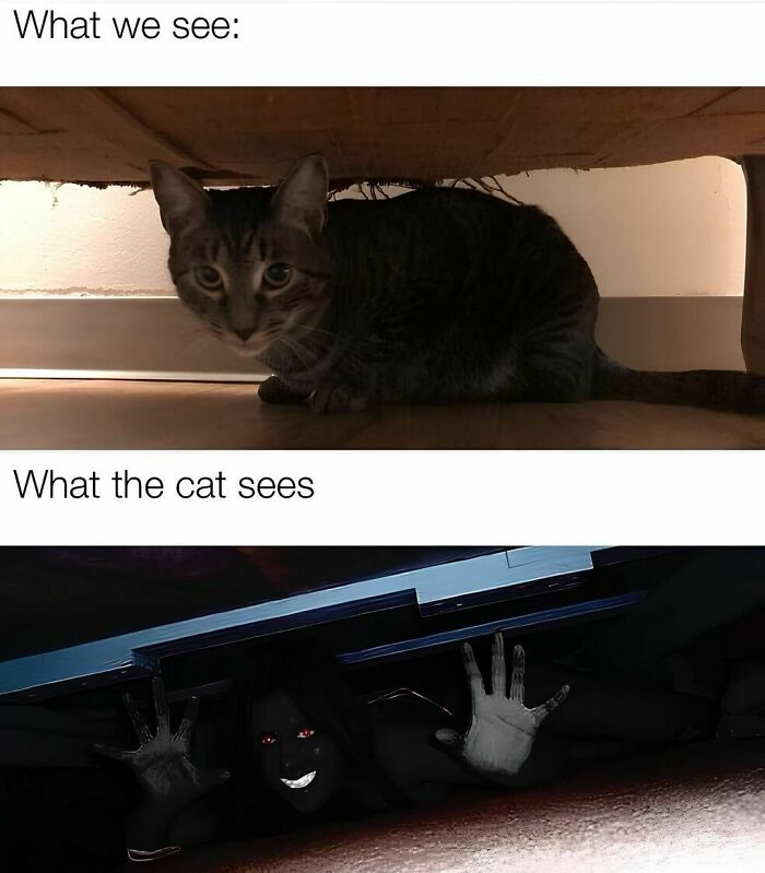 Cat-Memes-Catsflix