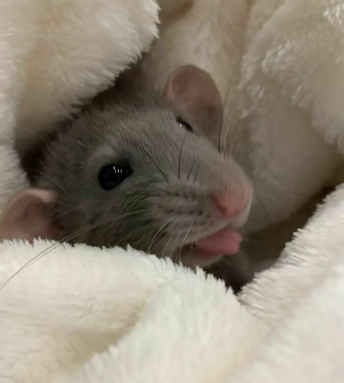 Cute-Rats-Pics