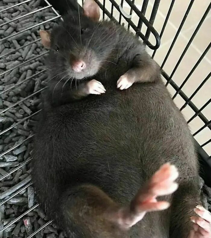 Cute-Rats-Pics