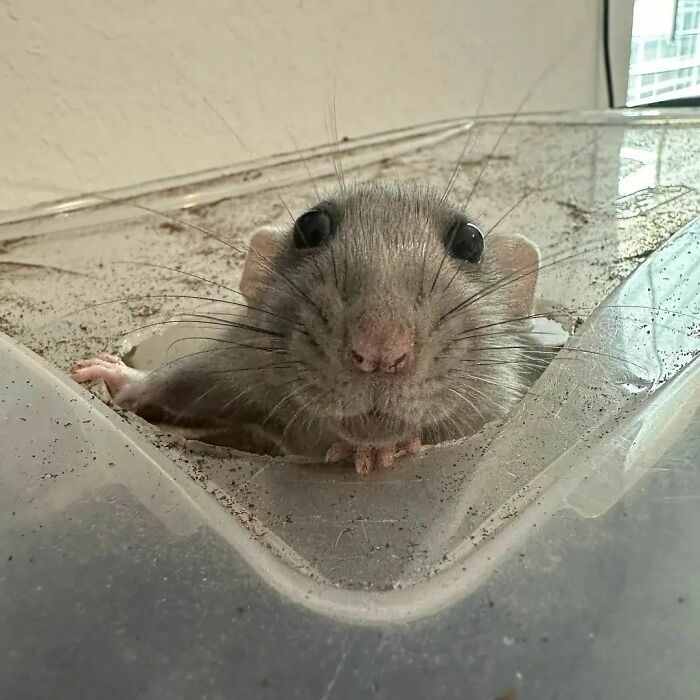 Cute-Rats-Pics