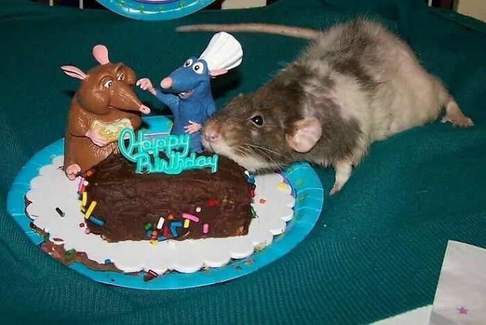 Cute-Rats-Pics