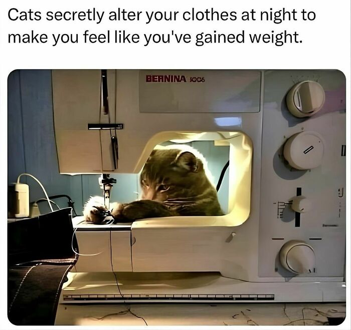 Cat-Memes-Catsflix