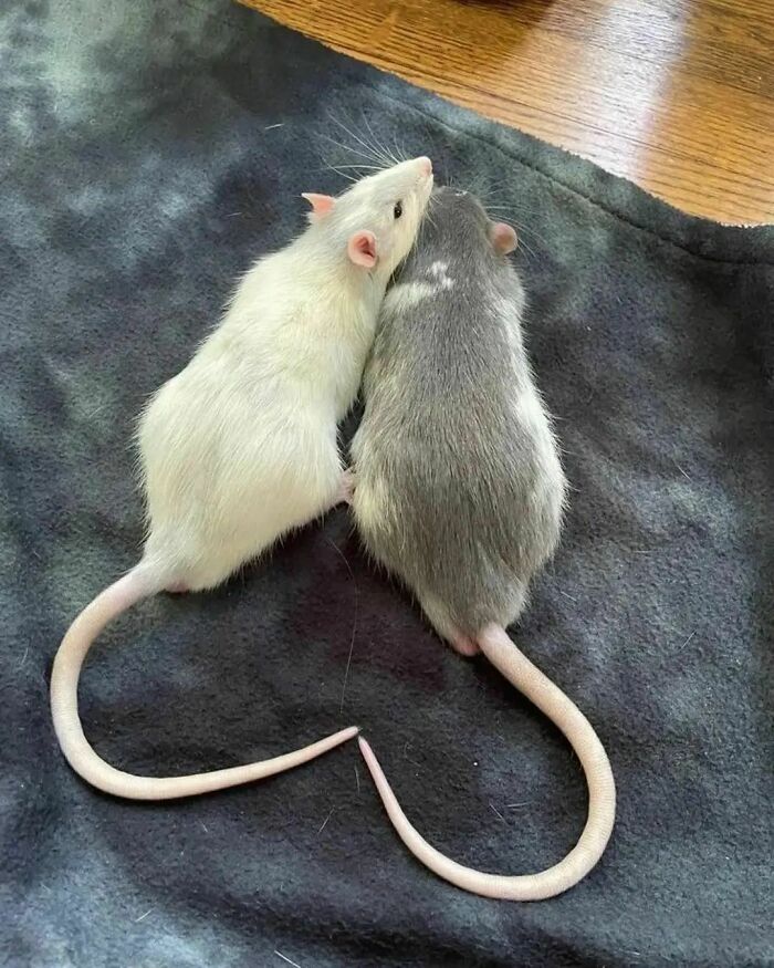 Cute-Rats-Pics