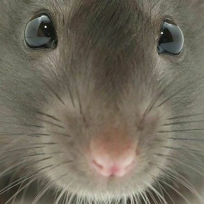 Cute-Rats-Pics