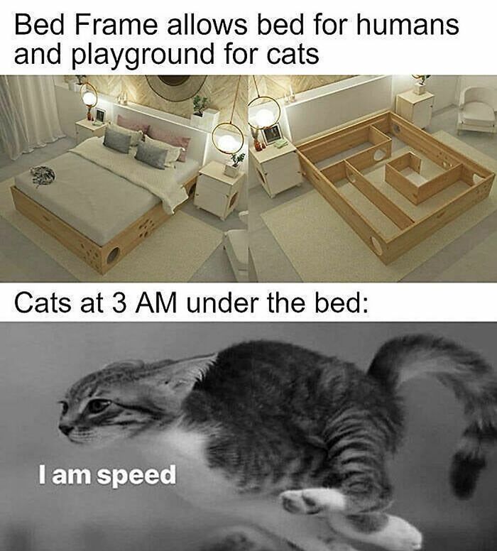 Cat-Memes-Catsflix