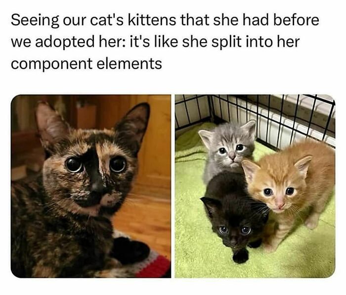 Cat-Memes-Catsflix