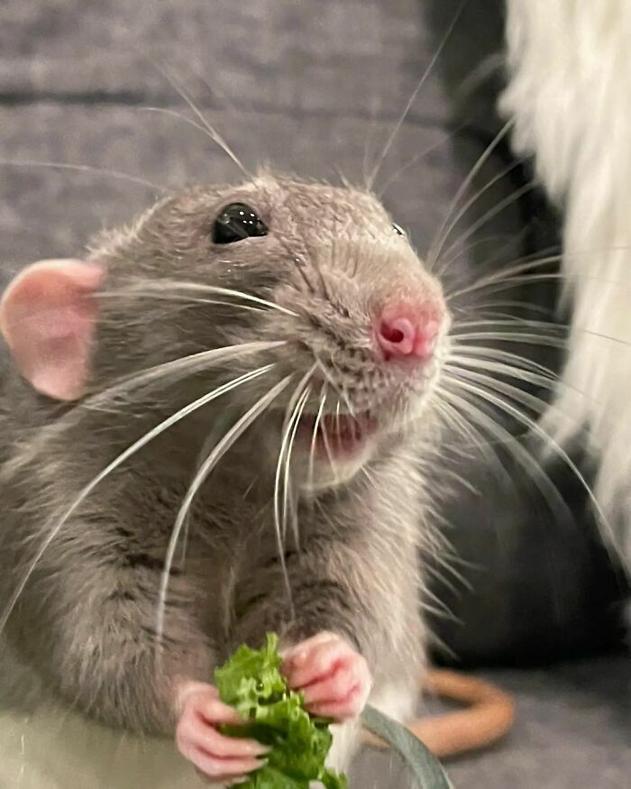 Cute-Rats-Pics