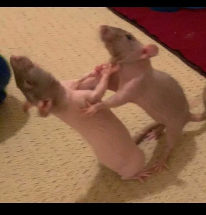 Cute-Rats-Pics