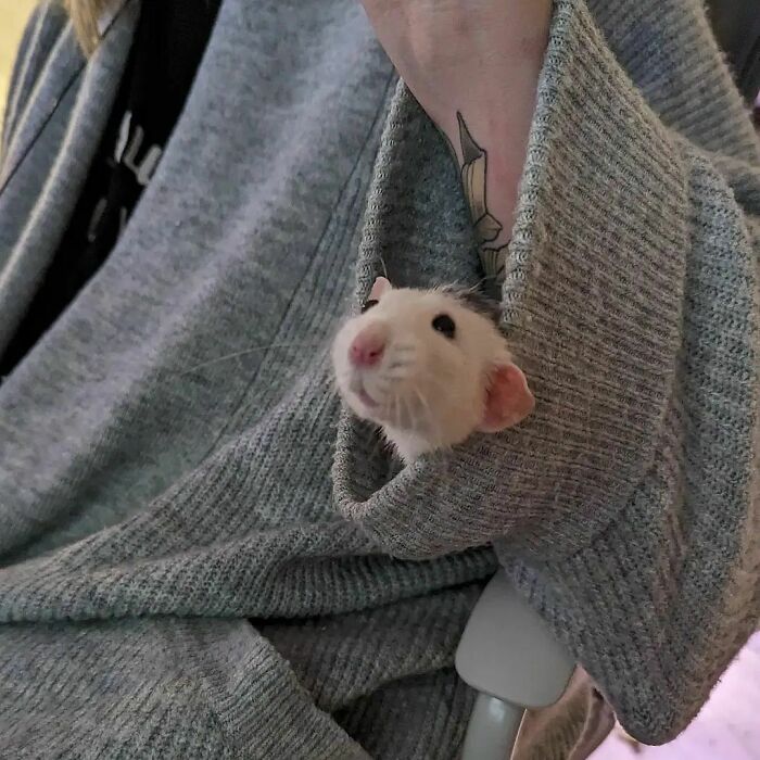 Cute-Rats-Pics