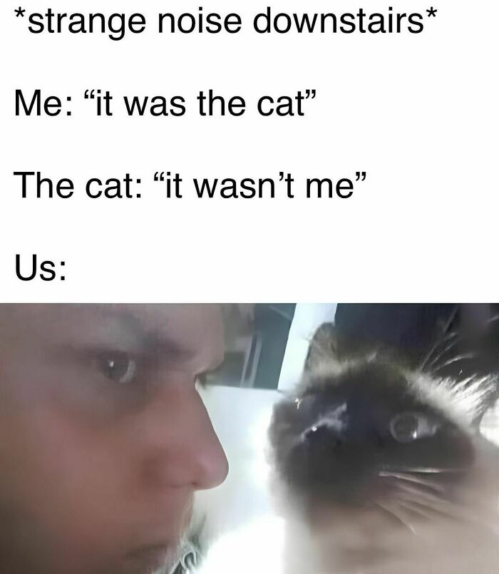 Cat-Memes-Catsflix