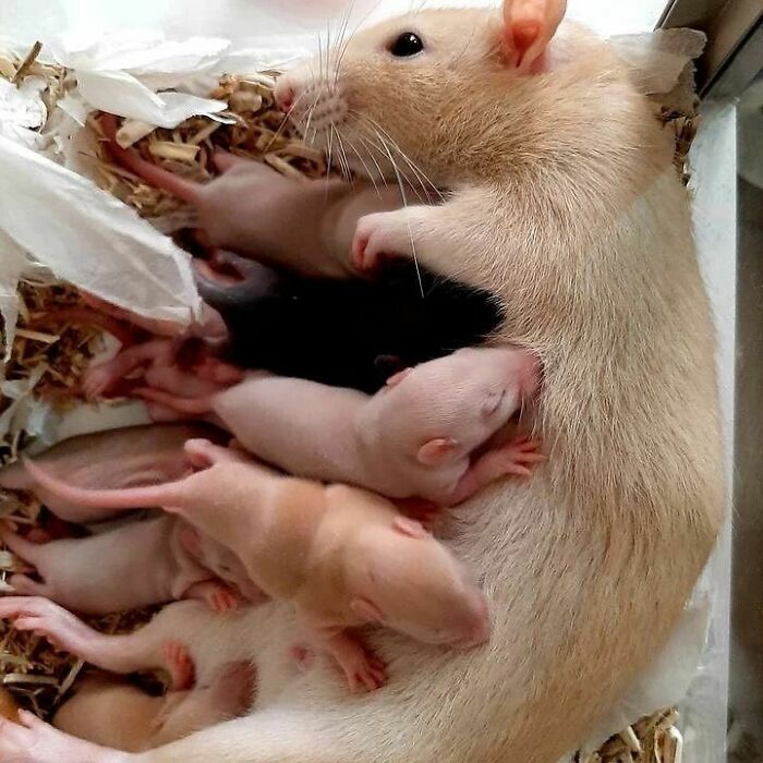 Cute-Rats-Pics