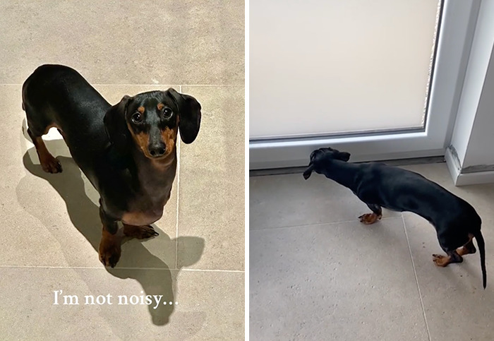 Caught In The Act: Hilarious Tiktok Trend Reveals Pets' Curious Side