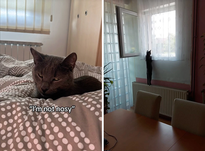 Caught In The Act: Hilarious Tiktok Trend Reveals Pets' Curious Side