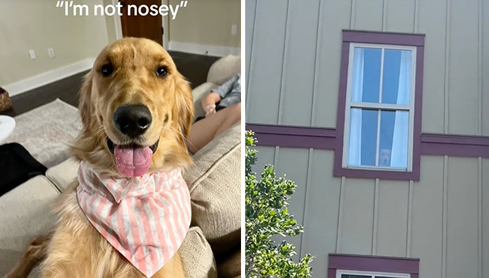 Caught In The Act: Hilarious Tiktok Trend Reveals Pets' Curious Side