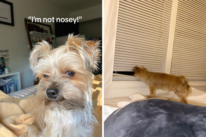 Caught In The Act: Hilarious Tiktok Trend Reveals Pets' Curious Side