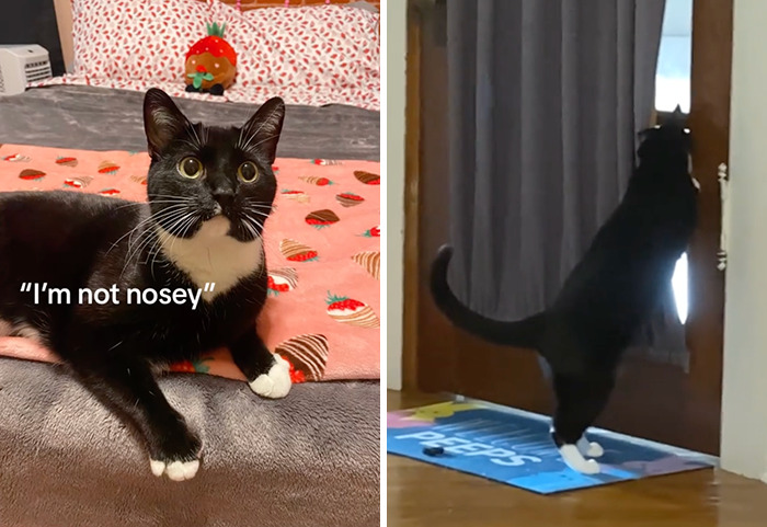 Caught In The Act: Hilarious Tiktok Trend Reveals Pets' Curious Side