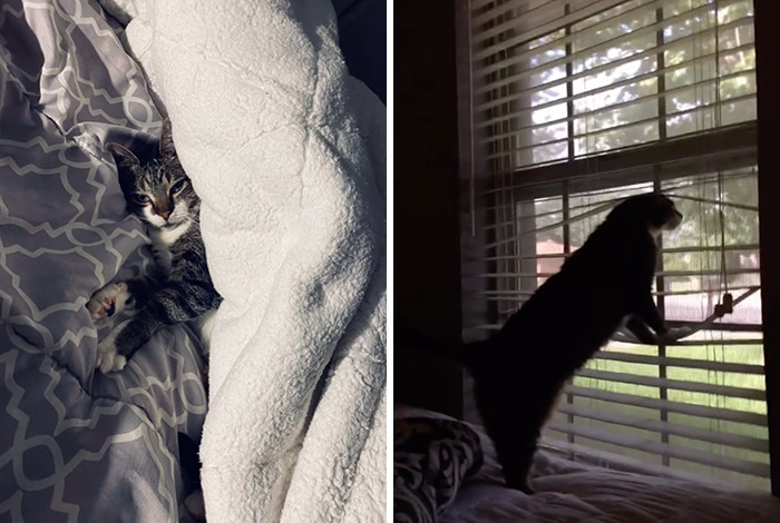 Caught In The Act: Hilarious Tiktok Trend Reveals Pets' Curious Side