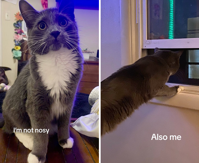 Caught In The Act: Hilarious Tiktok Trend Reveals Pets' Curious Side