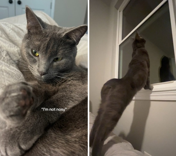 Caught In The Act: Hilarious Tiktok Trend Reveals Pets' Curious Side