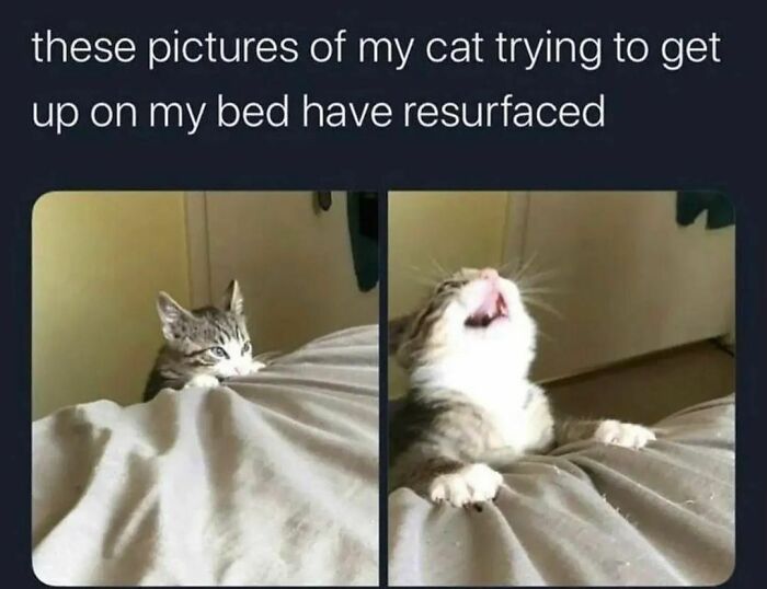 Cat-Memes-Catsflix