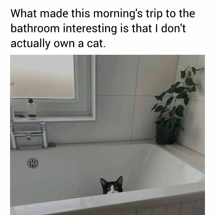 Cat-Memes-Catsflix