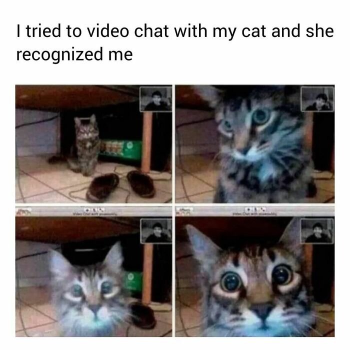 Cat-Memes-Catsflix