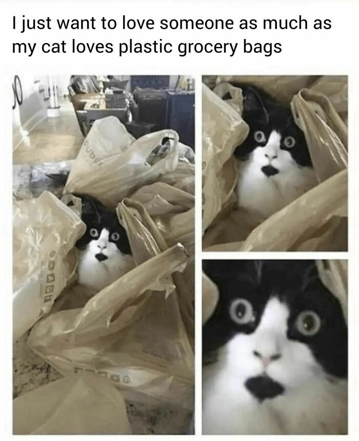 Cat-Memes-Catsflix