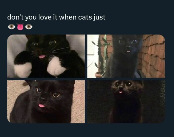 Cat-Memes-Catsflix