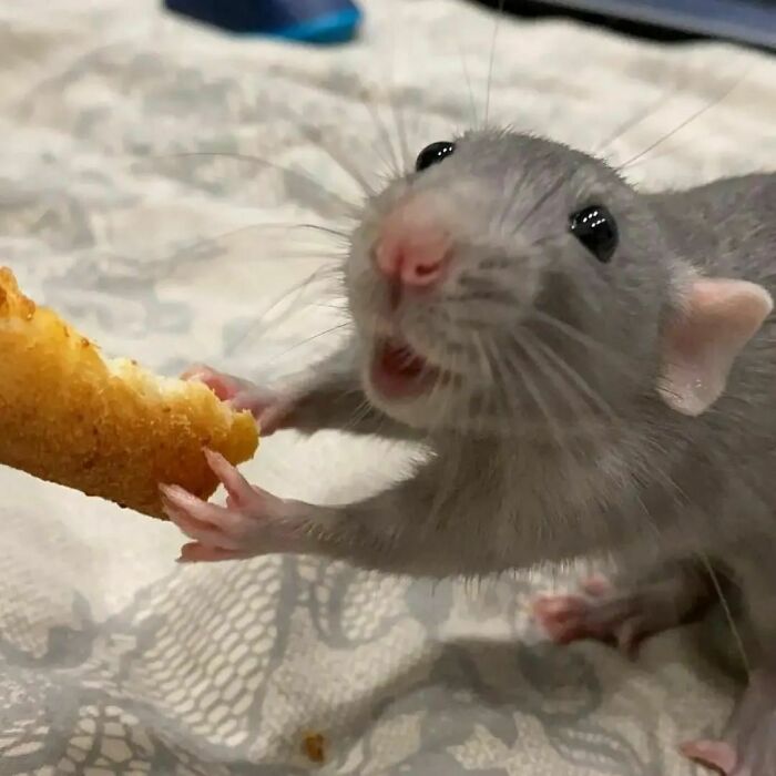 Cute-Rats-Pics