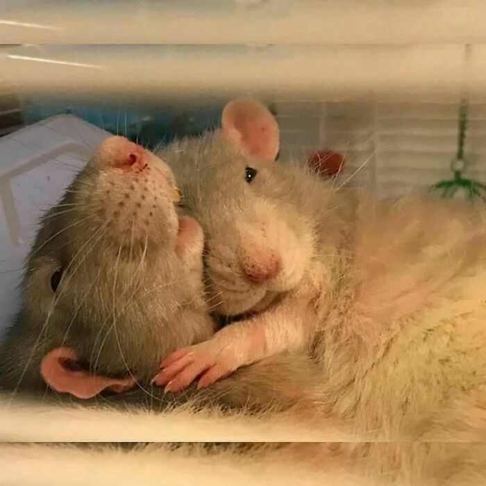 Cute-Rats-Pics