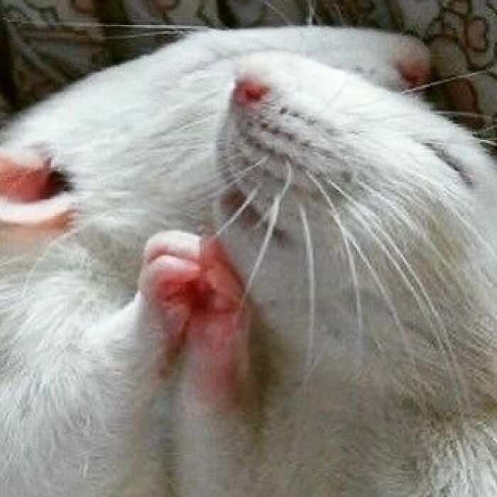 Cute-Rats-Pics