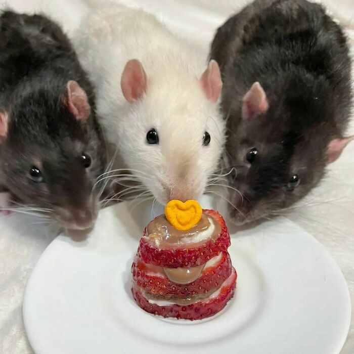 Cute-Rats-Pics