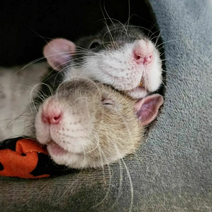 Cute-Rats-Pics