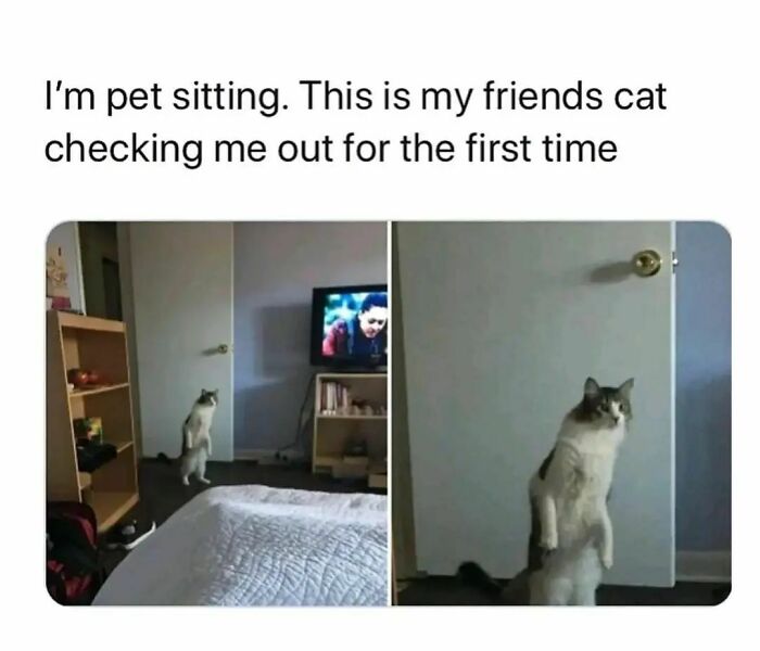 Cat-Memes-Catsflix