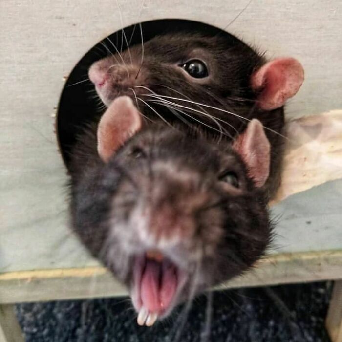 Cute-Rats-Pics