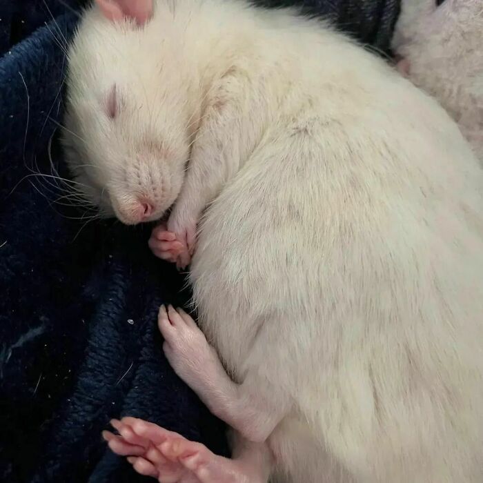 Cute-Rats-Pics