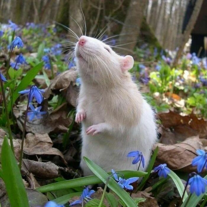 Cute-Rats-Pics