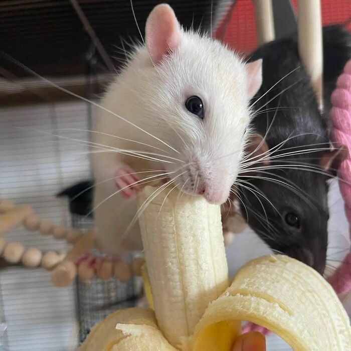 Cute-Rats-Pics