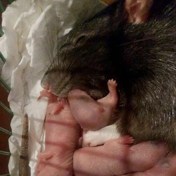 Cute-Rats-Pics