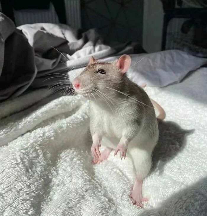 Cute-Rats-Pics